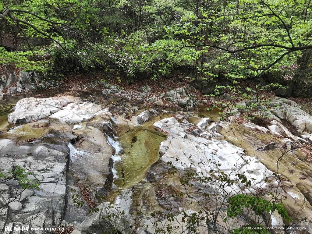 森林河流