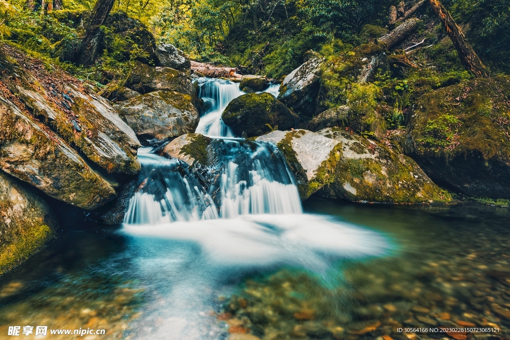 森林河流水流