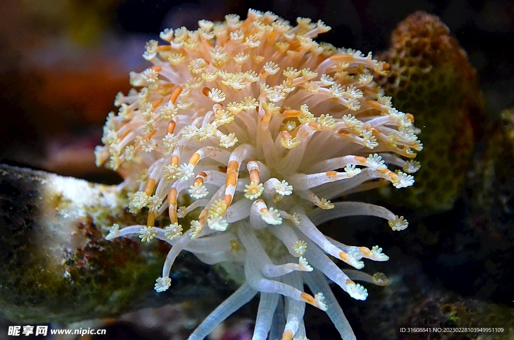 珊瑚 