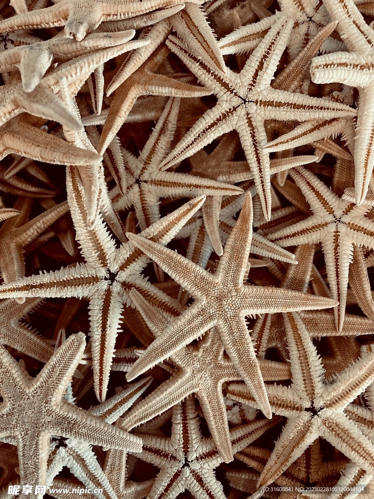 海星