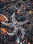 海星 