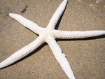 海星 