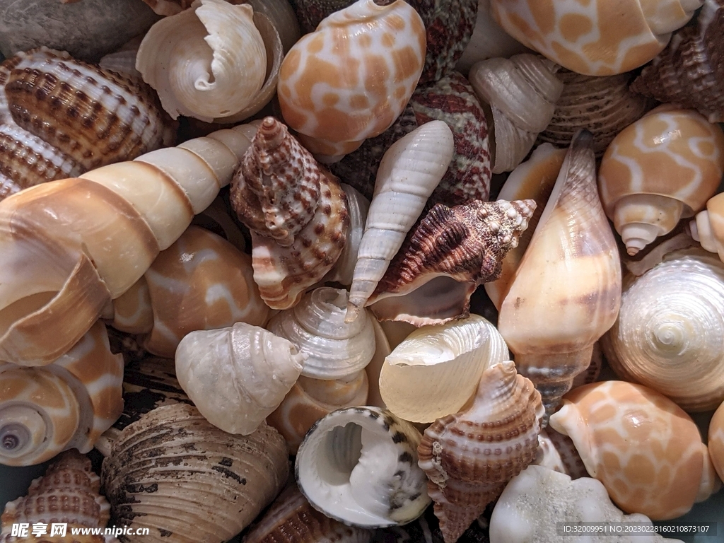 海洋沙滩贝壳写真画 创意工艺品|手工艺|工艺品设计|JJ夏 - 原创作品 - 站酷 (ZCOOL)