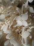 干花             