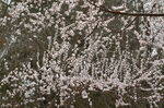 山桃花开了