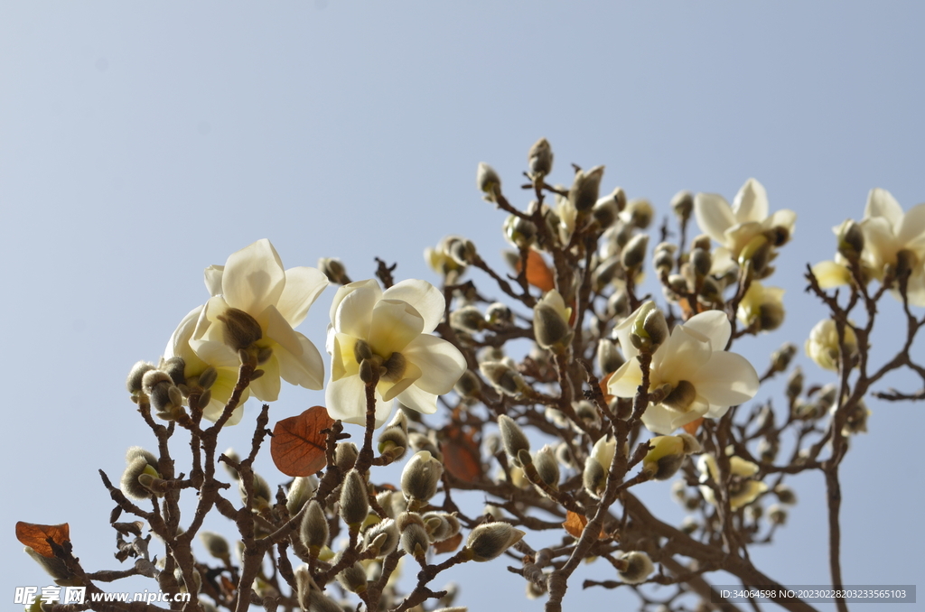 玉兰花满枝