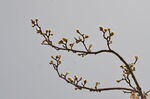 玉兰花枝条