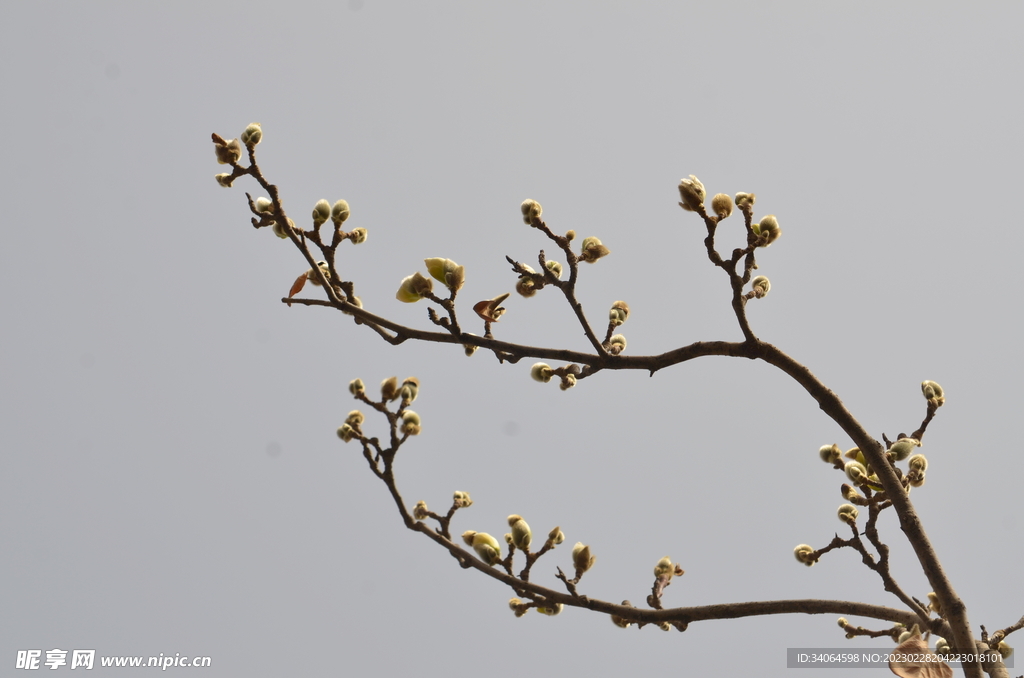 玉兰花枝条