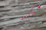 榆叶梅花蕾