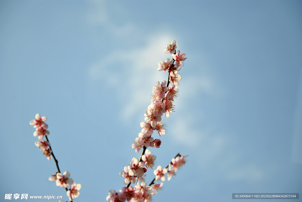 梅花