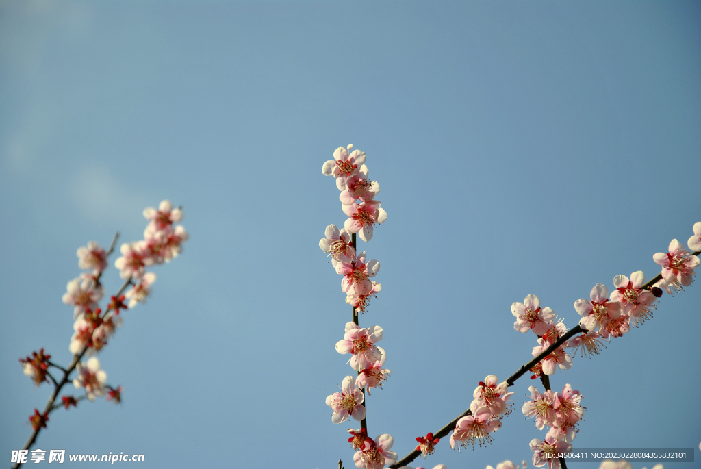 梅花