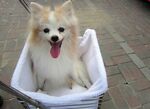狗