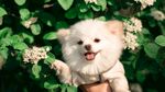狗