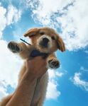 狗