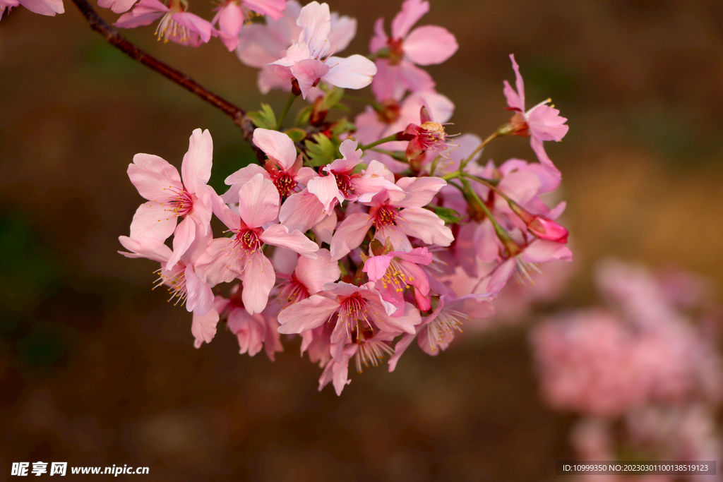 樱花