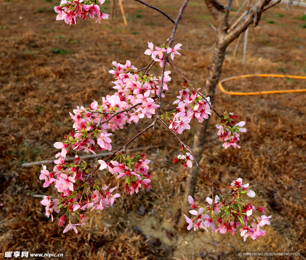 樱花