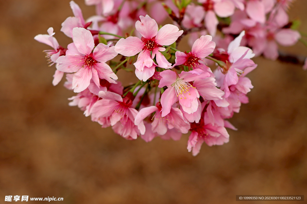 樱花