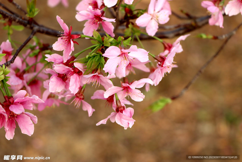 樱花