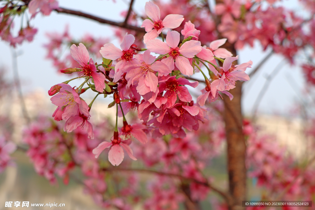 樱花