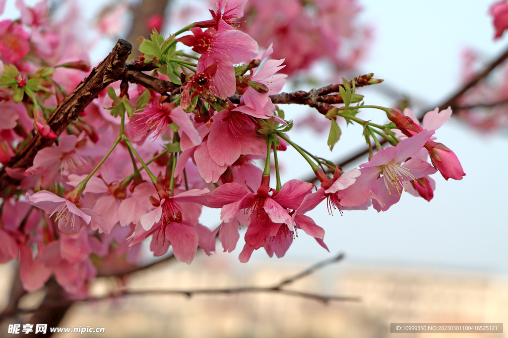 樱花