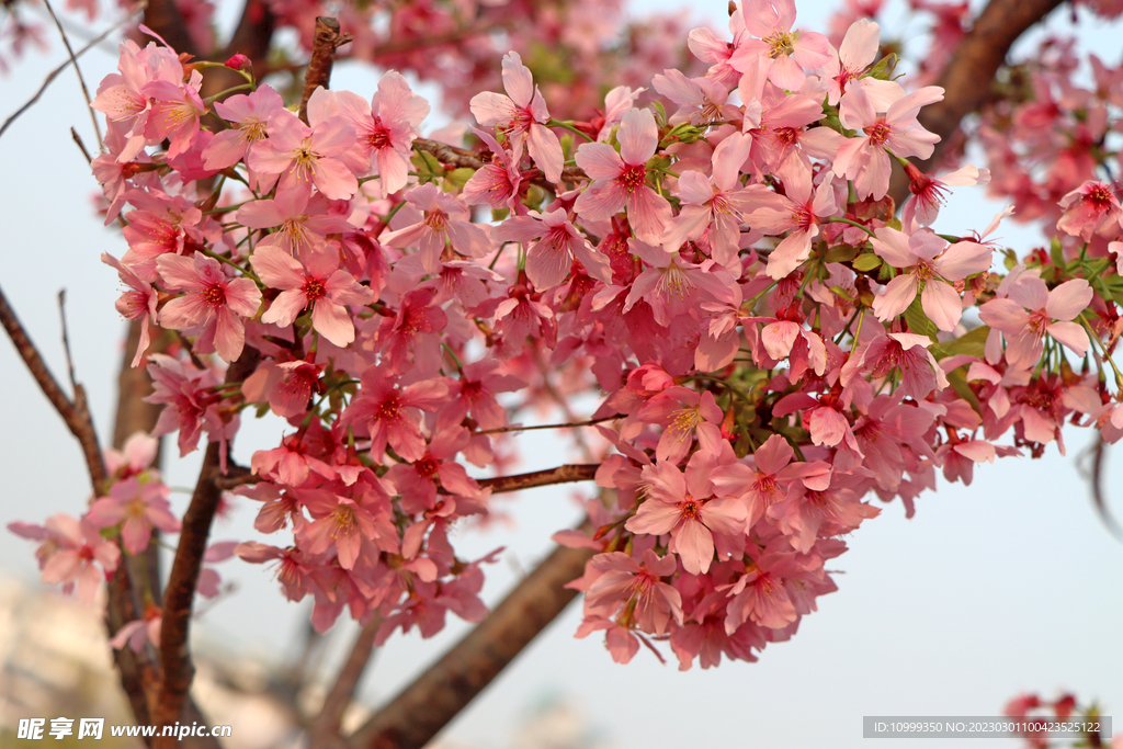 樱花