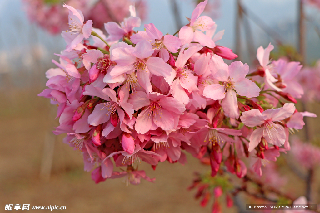 樱花