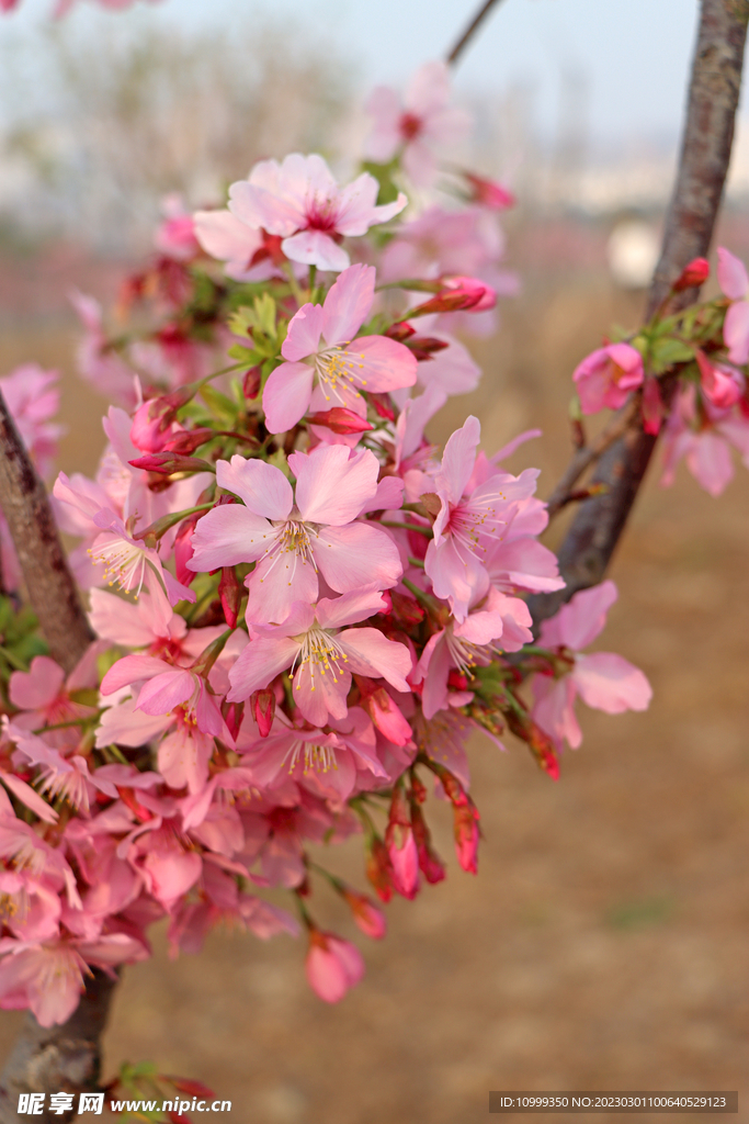 樱花