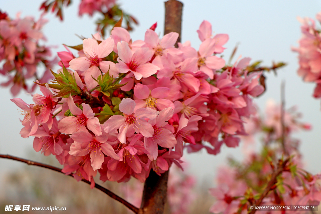 樱花