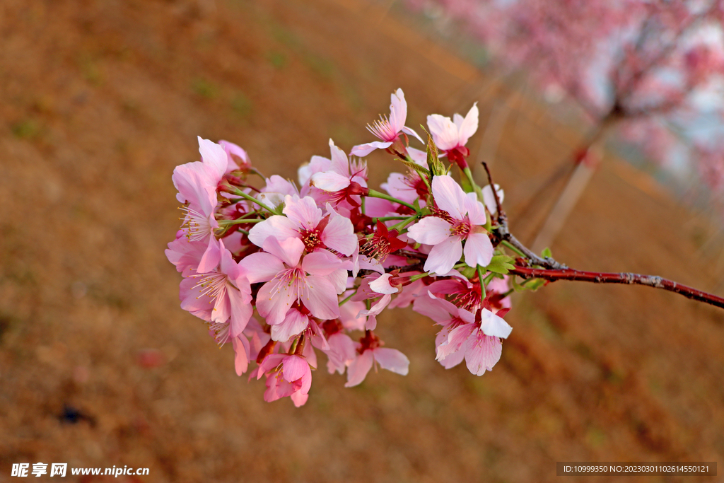 樱花