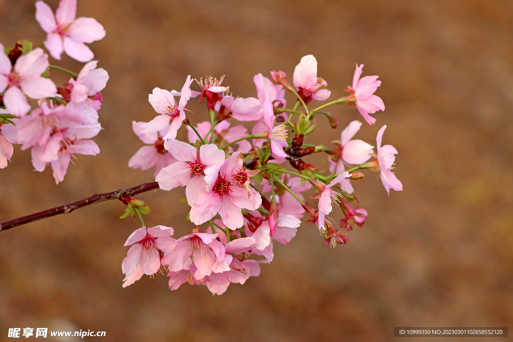 樱花