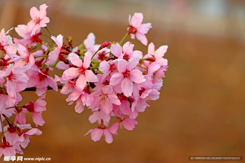 樱花