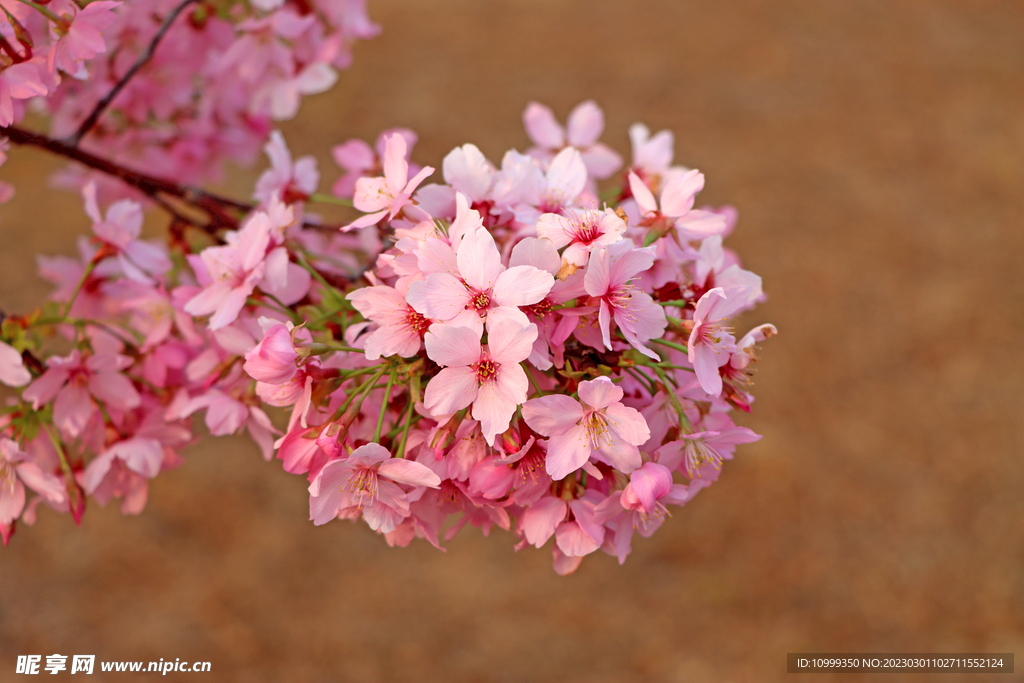 樱花