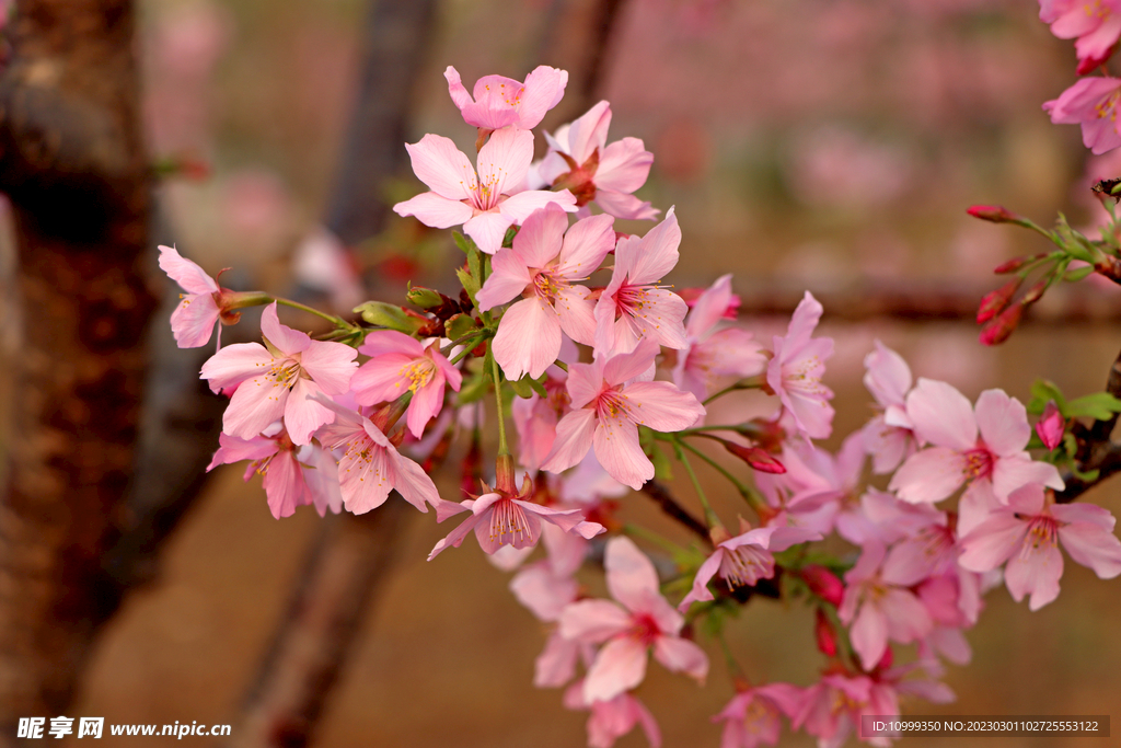 樱花