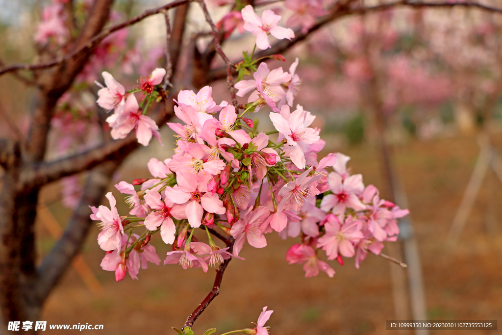 樱花