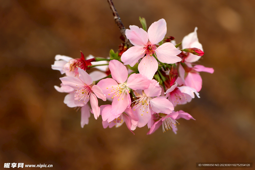 樱花