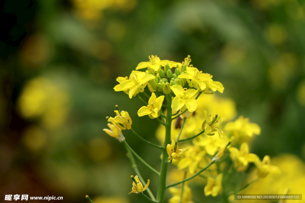 油菜花