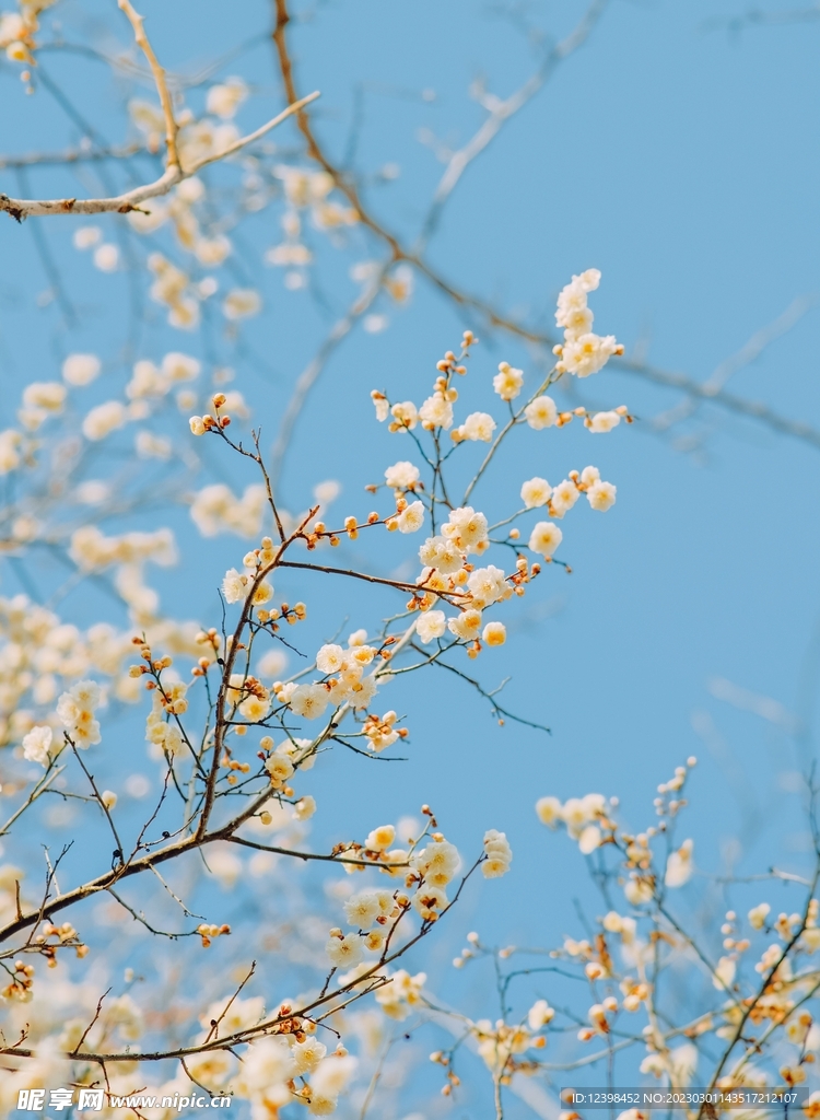 盛开的杏花