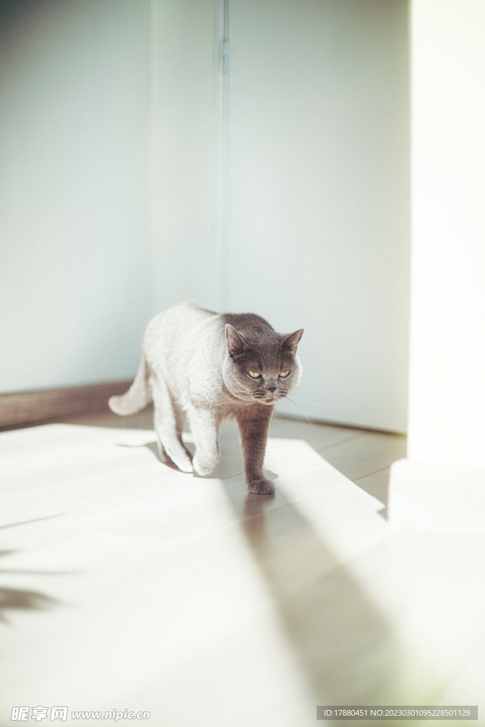 猫