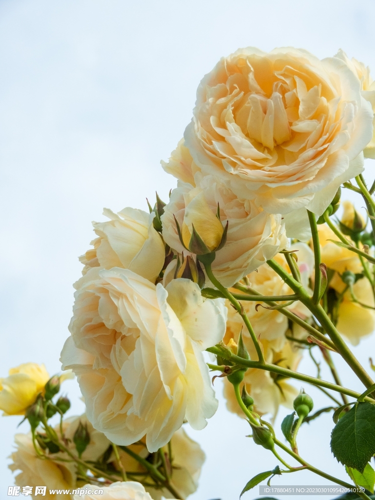 月季花