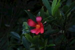 山茶花