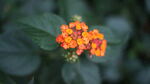 小花