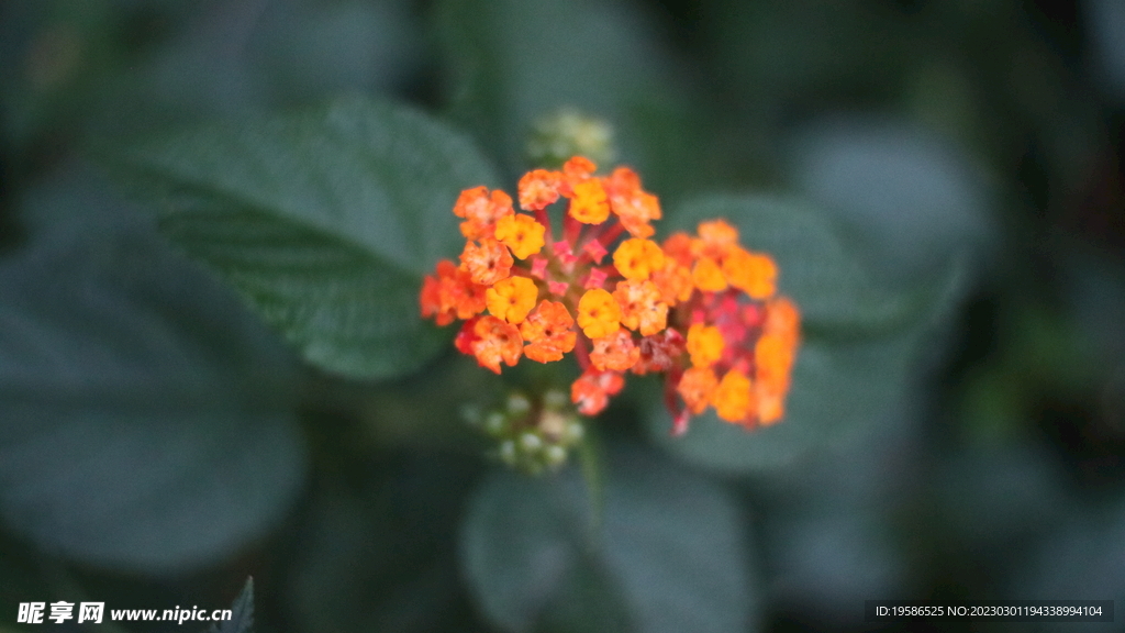 小花