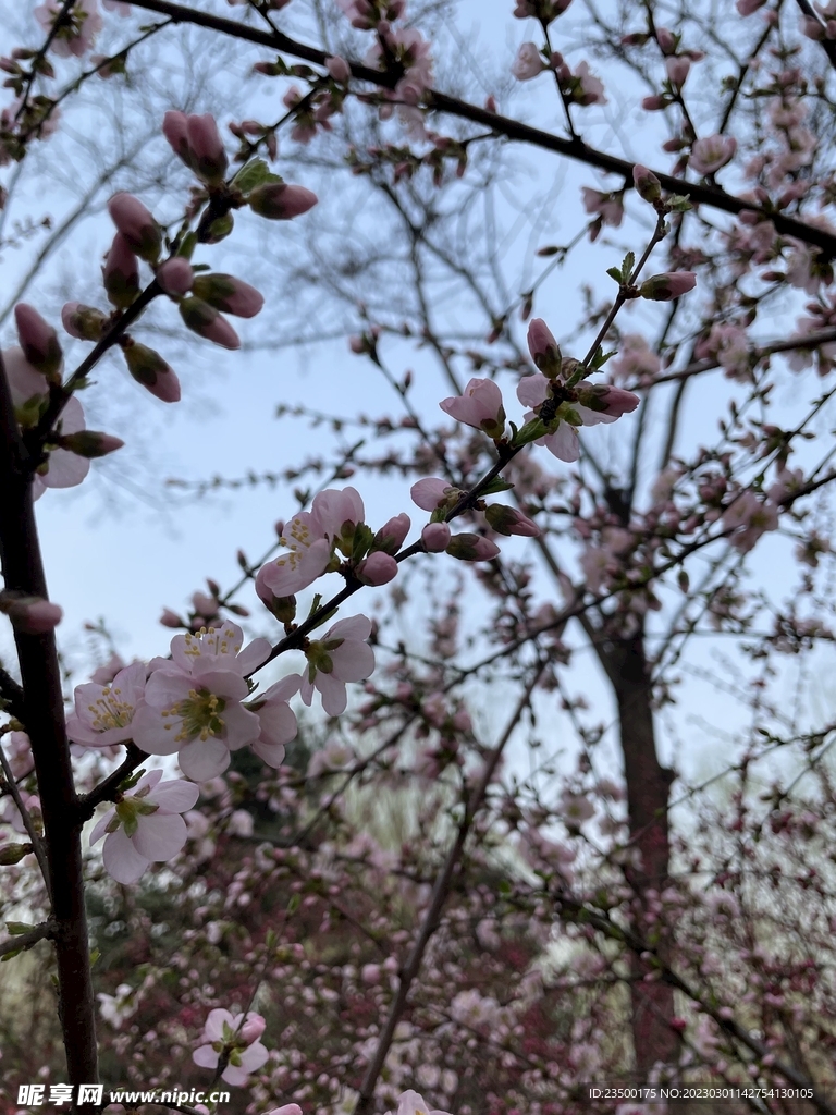 桃花林