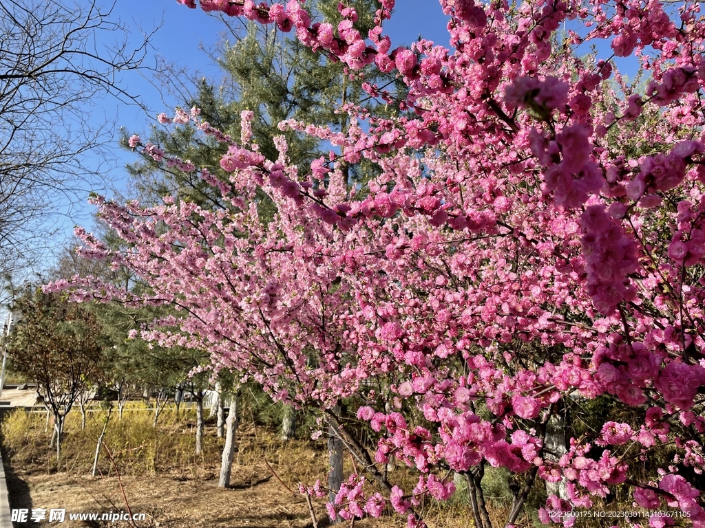 桃树 桃花