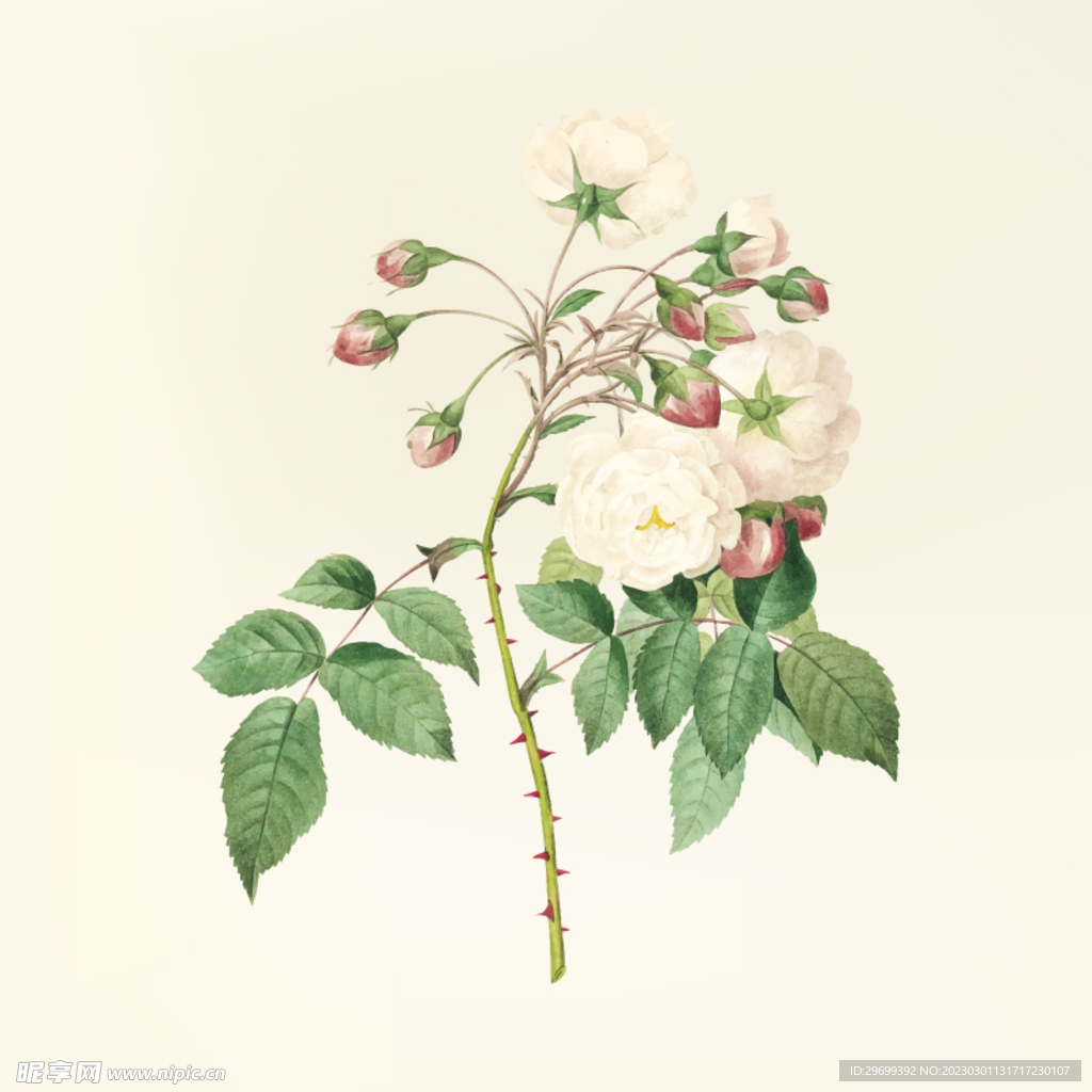 叶子花卉