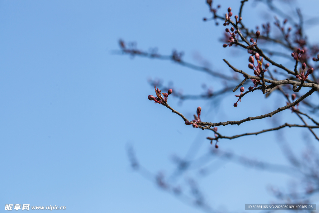 桃花花蕊