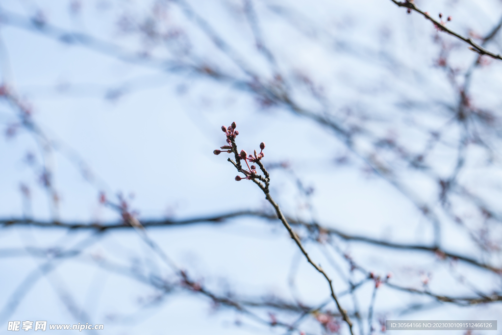 桃花花蕊