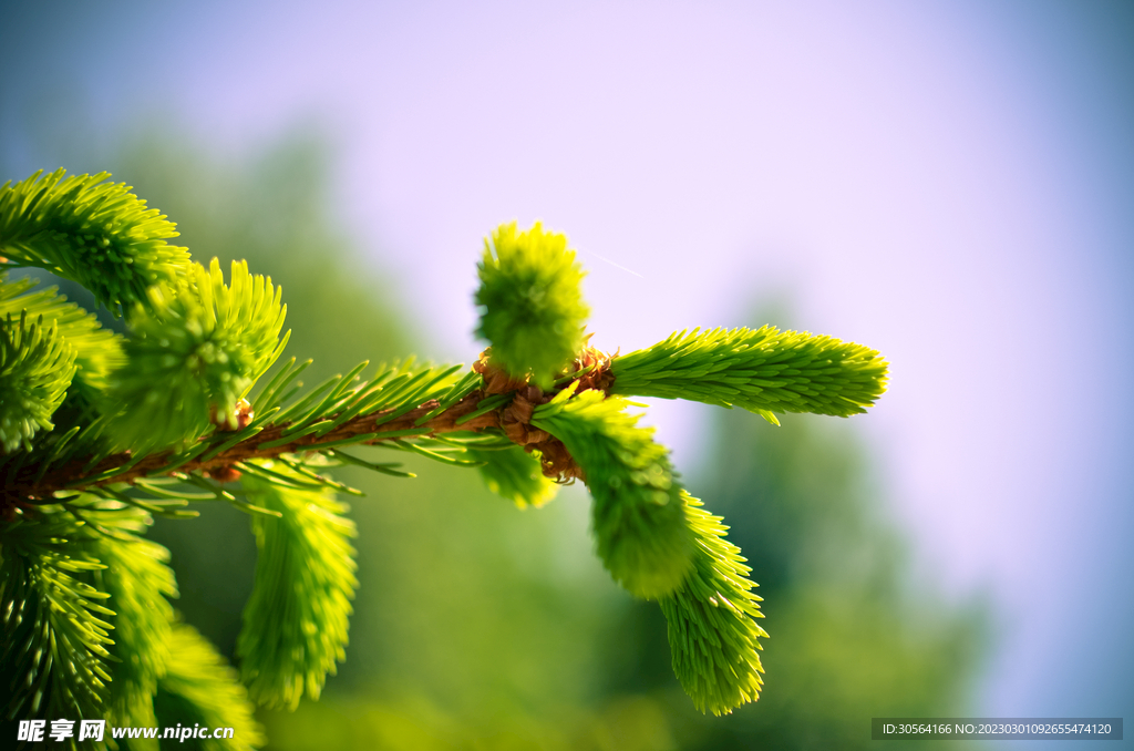 绿色植物