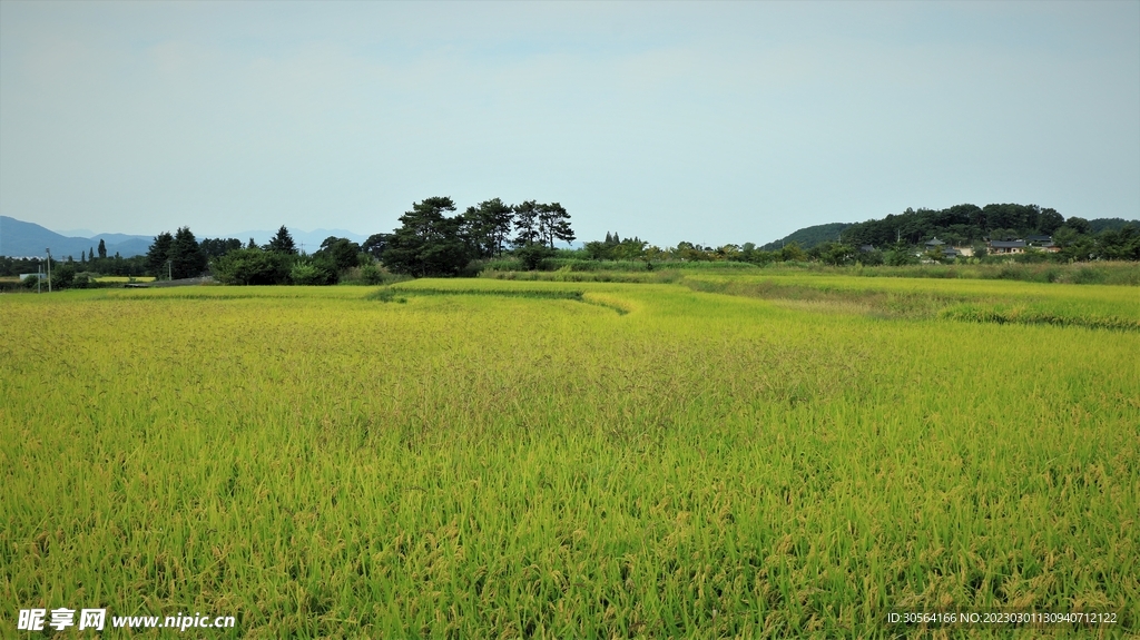 稻田
