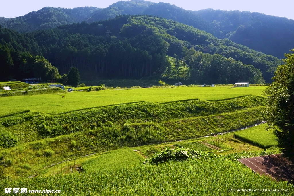 稻田